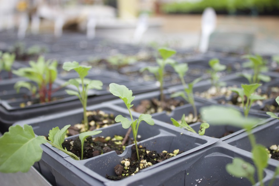 Edible Schoolyard #1